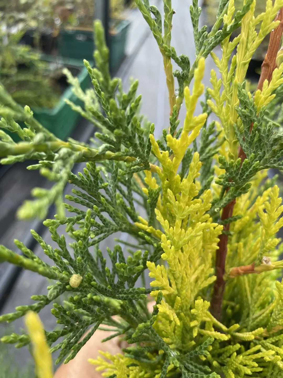 Leylandii Castlewellan Gold 60/80cm (2L) - Image 4
