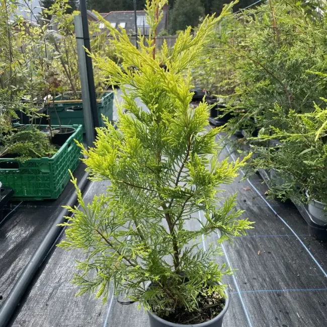 Leylandii Castlewellan Gold 60/80cm (2L)