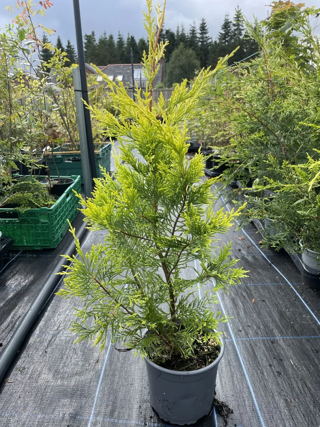 Leylandii Castlewellan Gold 60/80cm (2L)