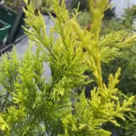 Cuppressocyparis leylandii – Castlewellan Gold (3)