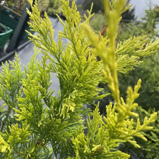 Leylandii Castlewellan Gold 60/80cm (2L) - Image 2