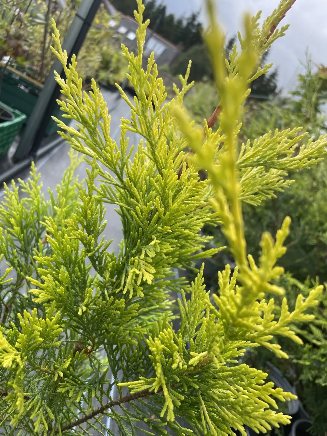 Leylandii Castlewellan Gold 60/80cm (2L) - Image 2