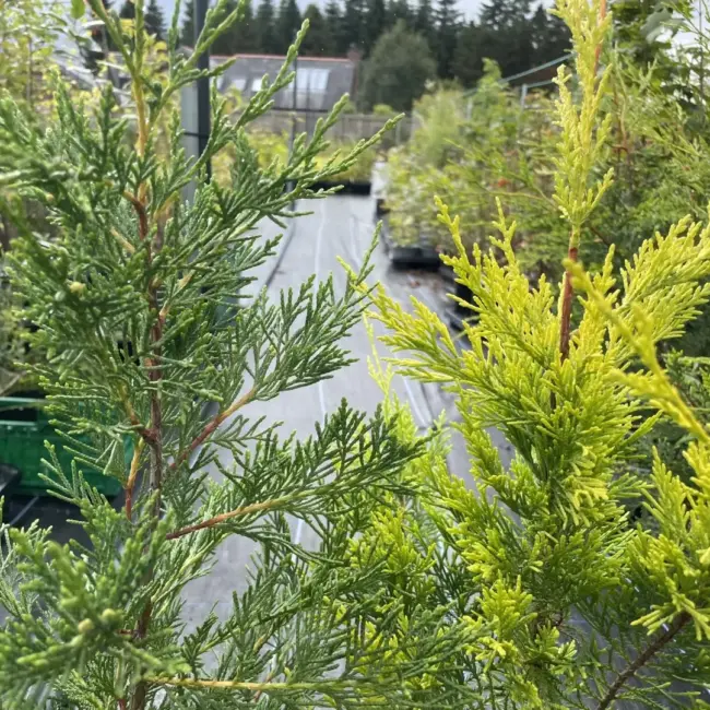 Leylandii Castlewellan Gold 60/80cm (2L) - Image 3