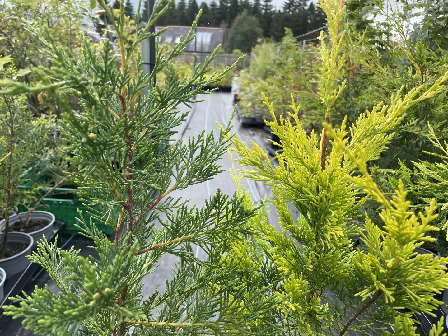 Leylandii Castlewellan Gold 60/80cm (2L) - Image 3