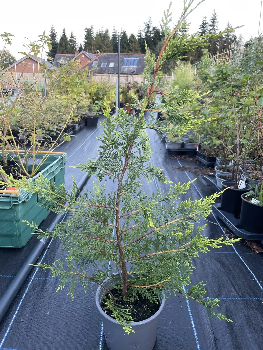 Cuppressocyparis leylandii