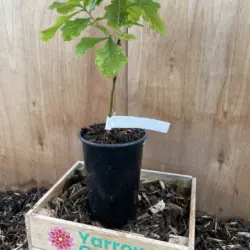 English Oak
