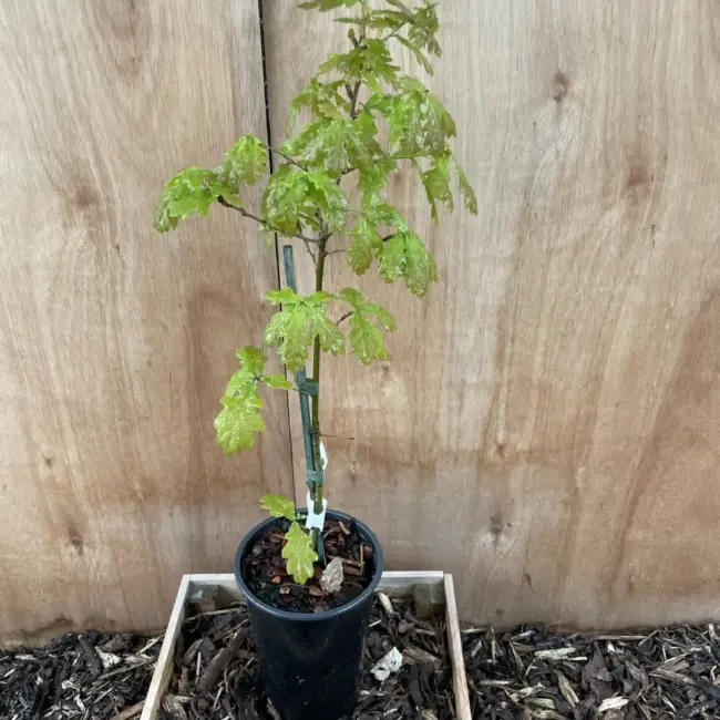 English Oak