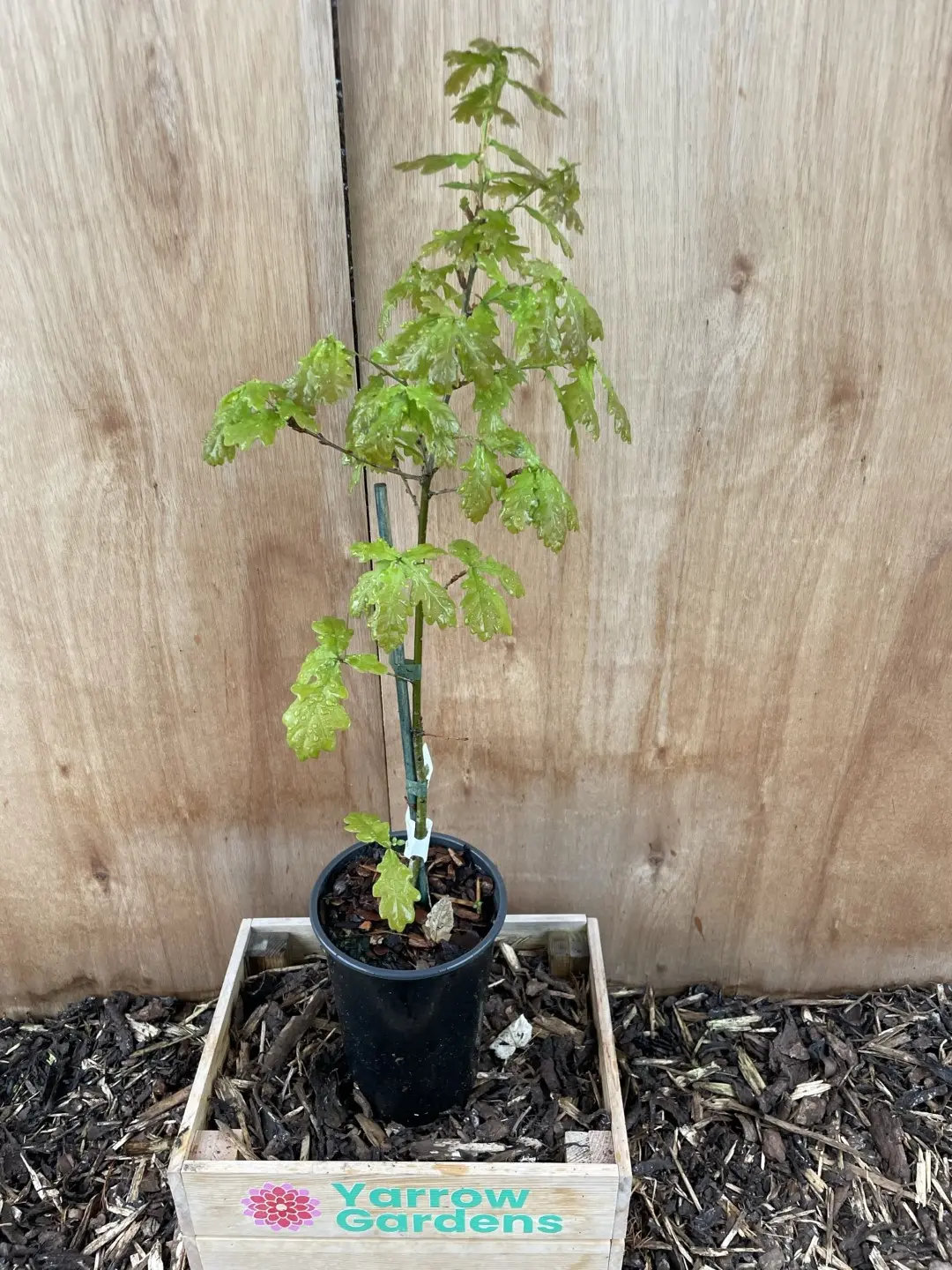 English Oak