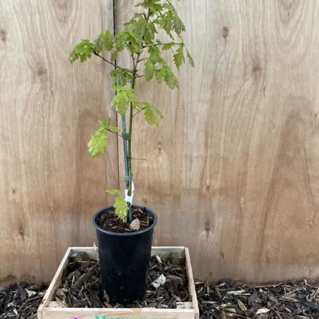 English Oak