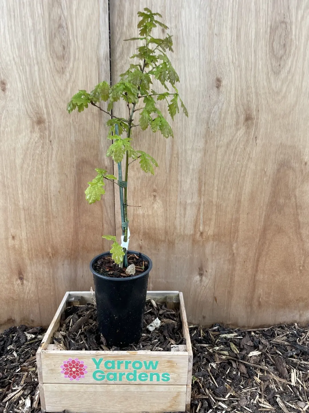 English Oak