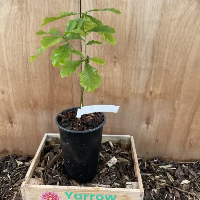 English Oak