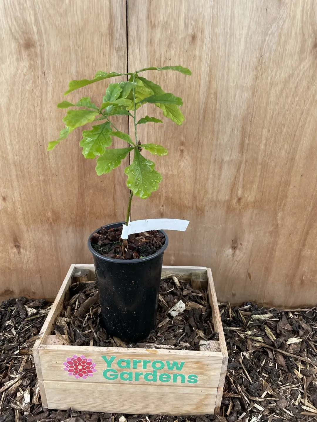 English Oak