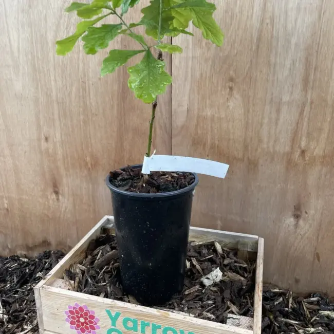 English Oak