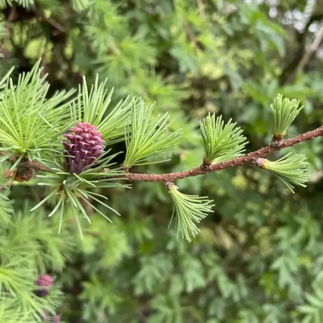 Larch