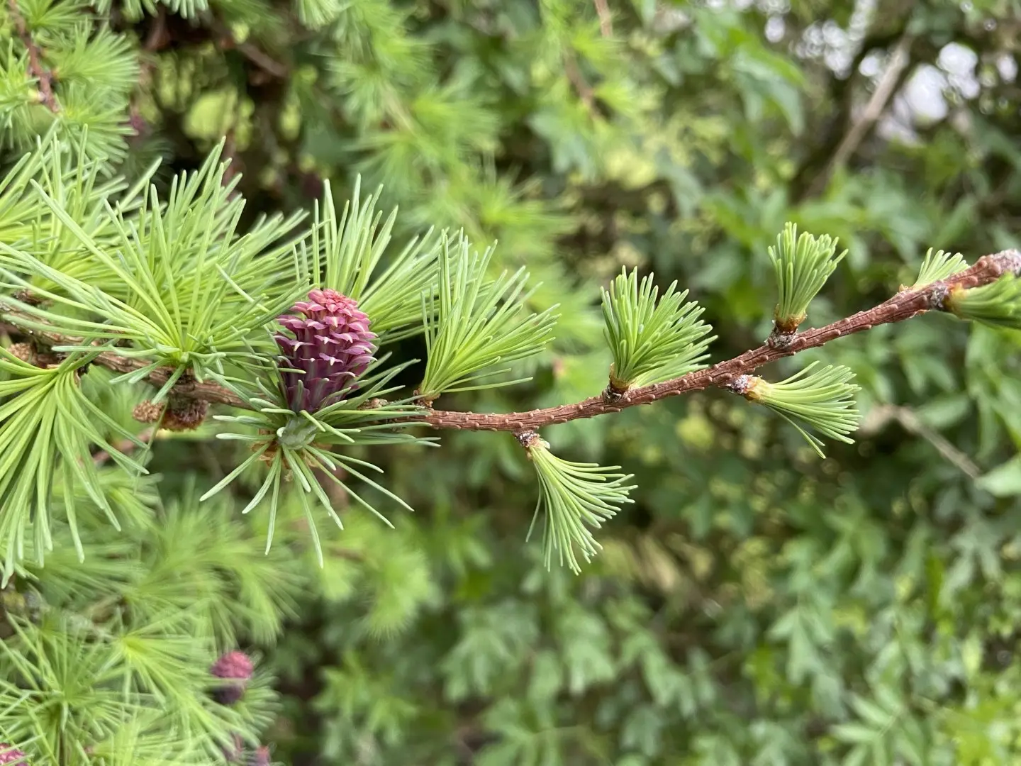 Larch
