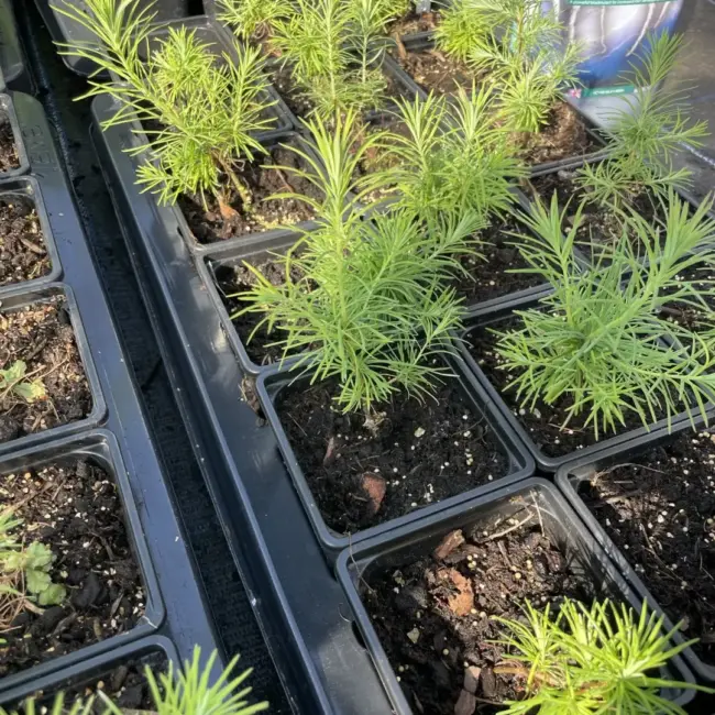 Larix x eurolepis - Hybrid Larch