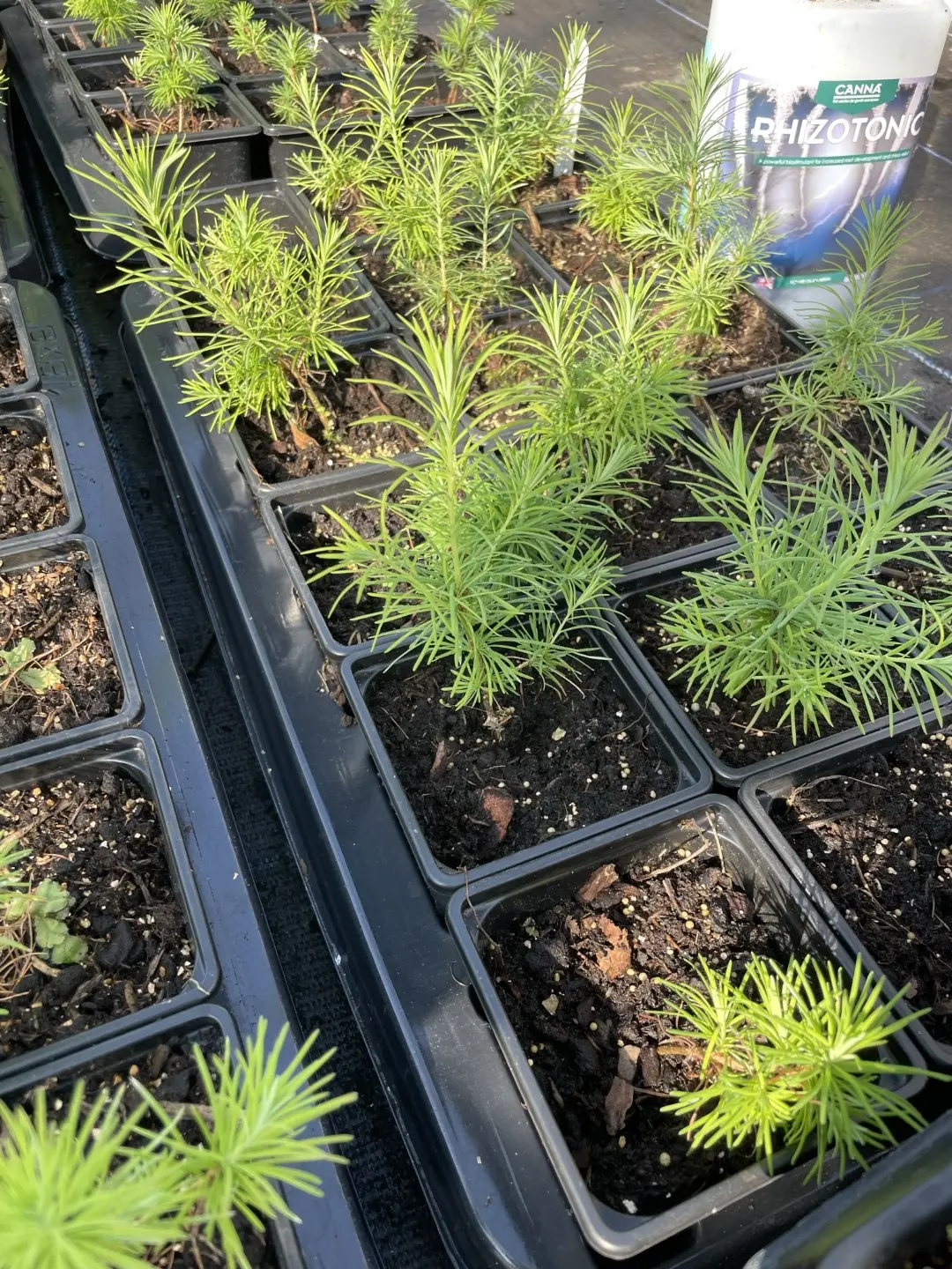 Larix x eurolepis - Hybrid Larch