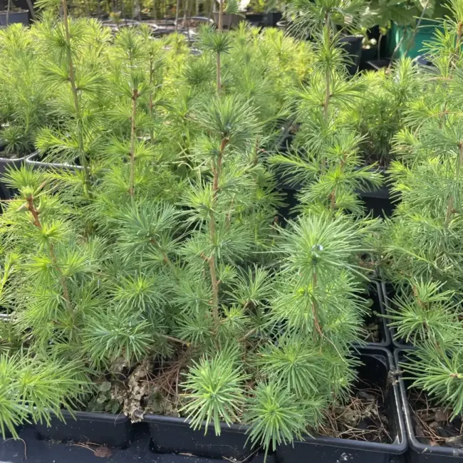 Larix x eurolepis - Hybrid Larch