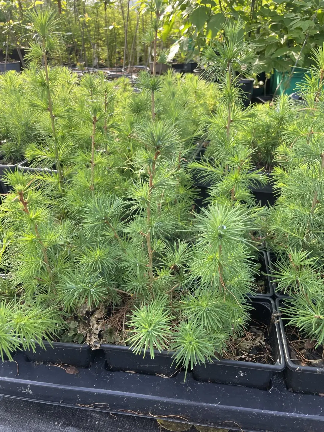 Larix x eurolepis - Hybrid Larch