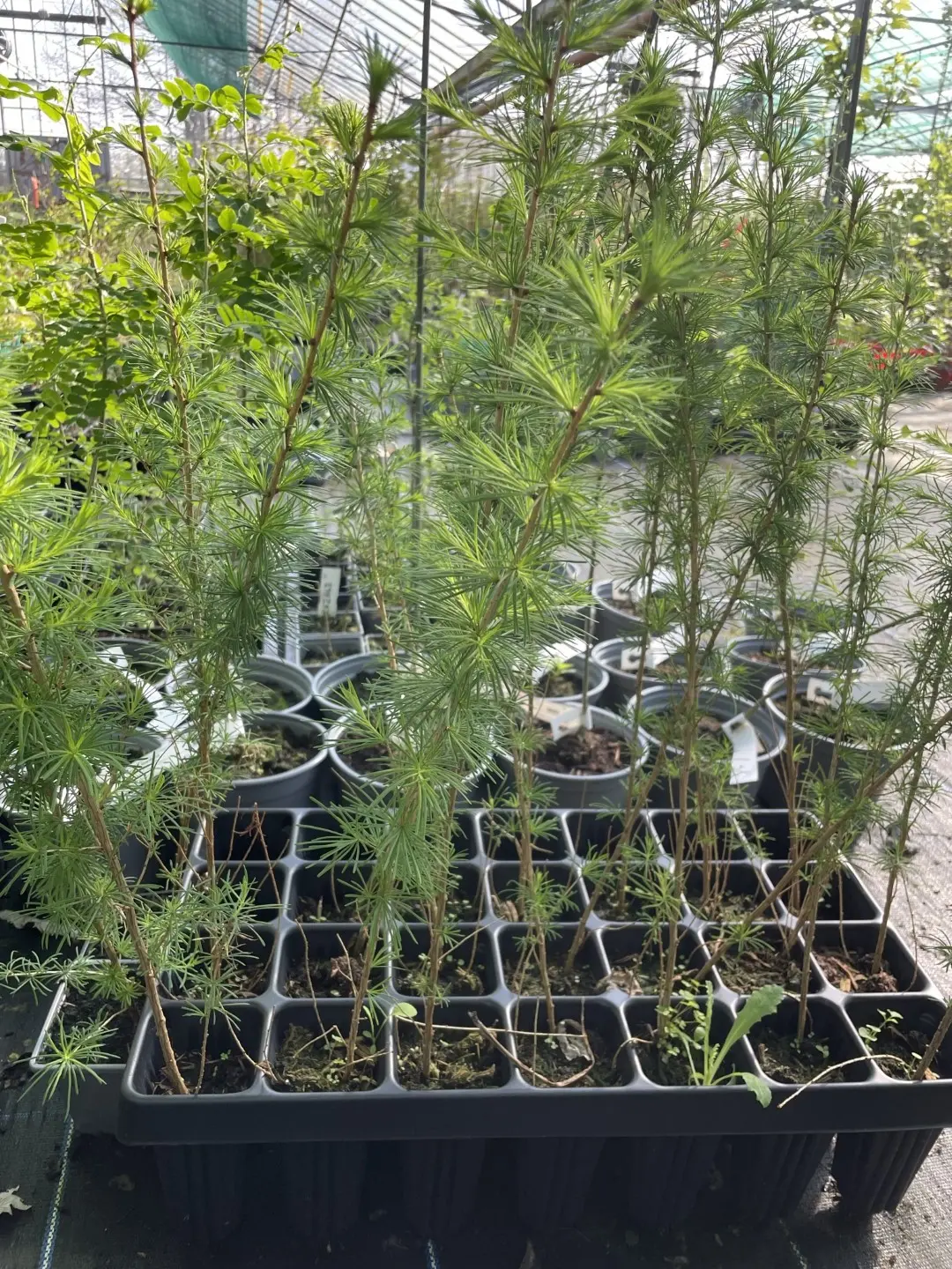 European Larch 60/80cm (P9) - Image 12