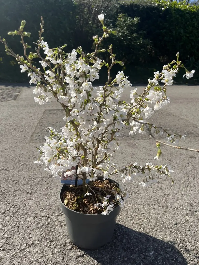 Prunus Kojo-no-mai