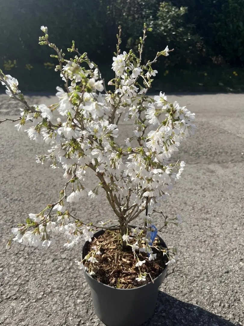 Prunus Kojo-no-mai