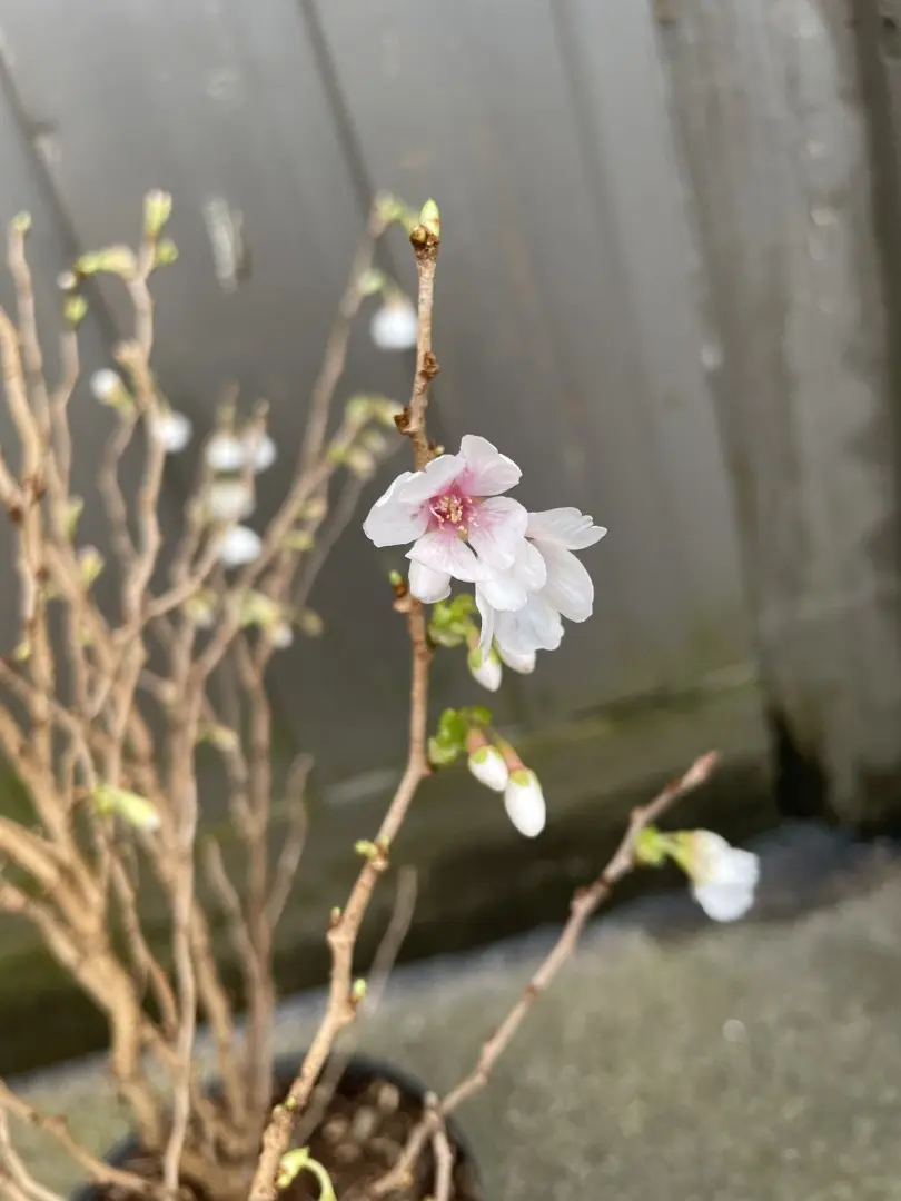 Prunus Kojo-no-mai Fuji Cherry 40/60cm (3L)