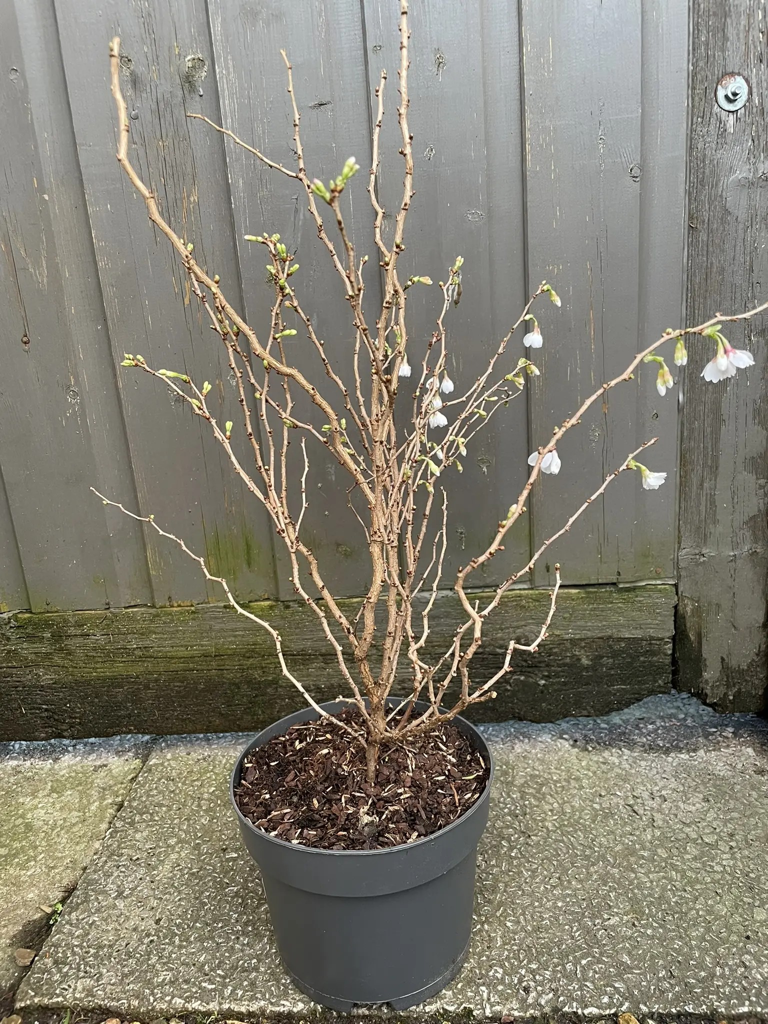 Prunus Kojo-no-mai Fuji Cherry 40/60cm (3L)