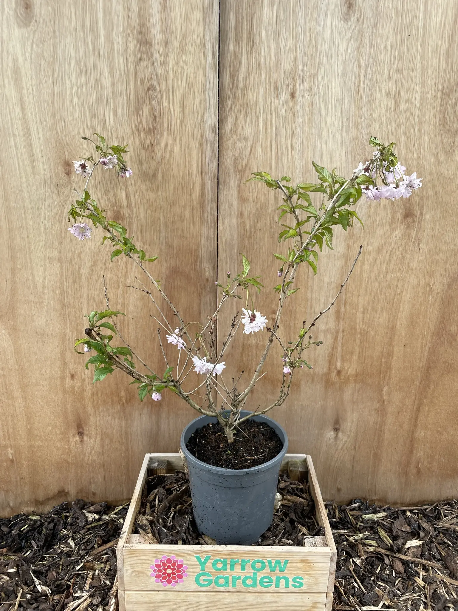 Prunus incisa 'Oshidori'