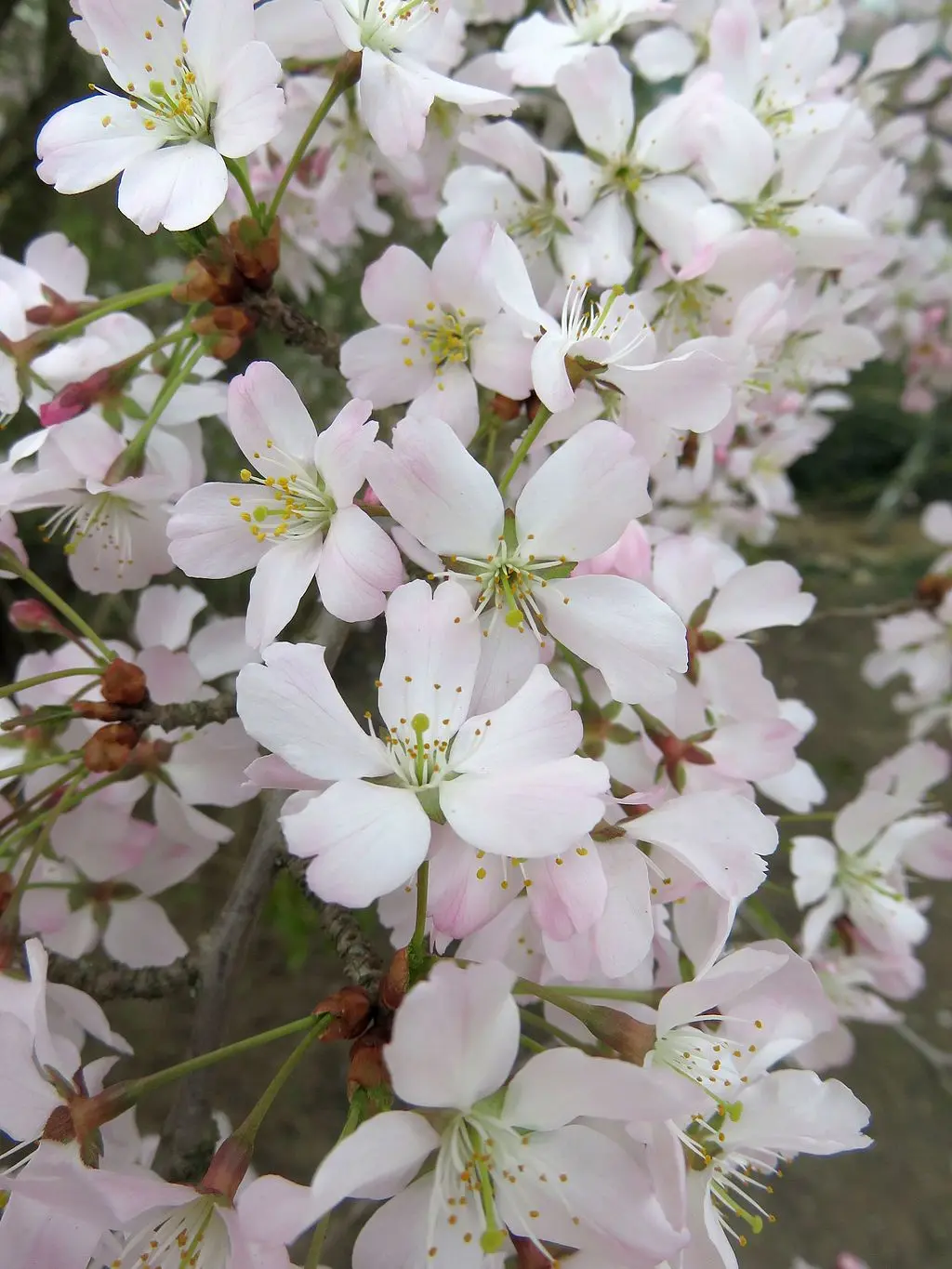 Prunus Kojo-no-mai Fuji Cherry 40/60cm (3L)
