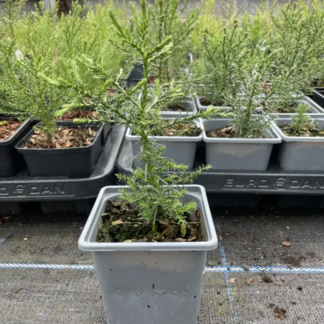 Giant Redwood Sapling (P9) - Image 2