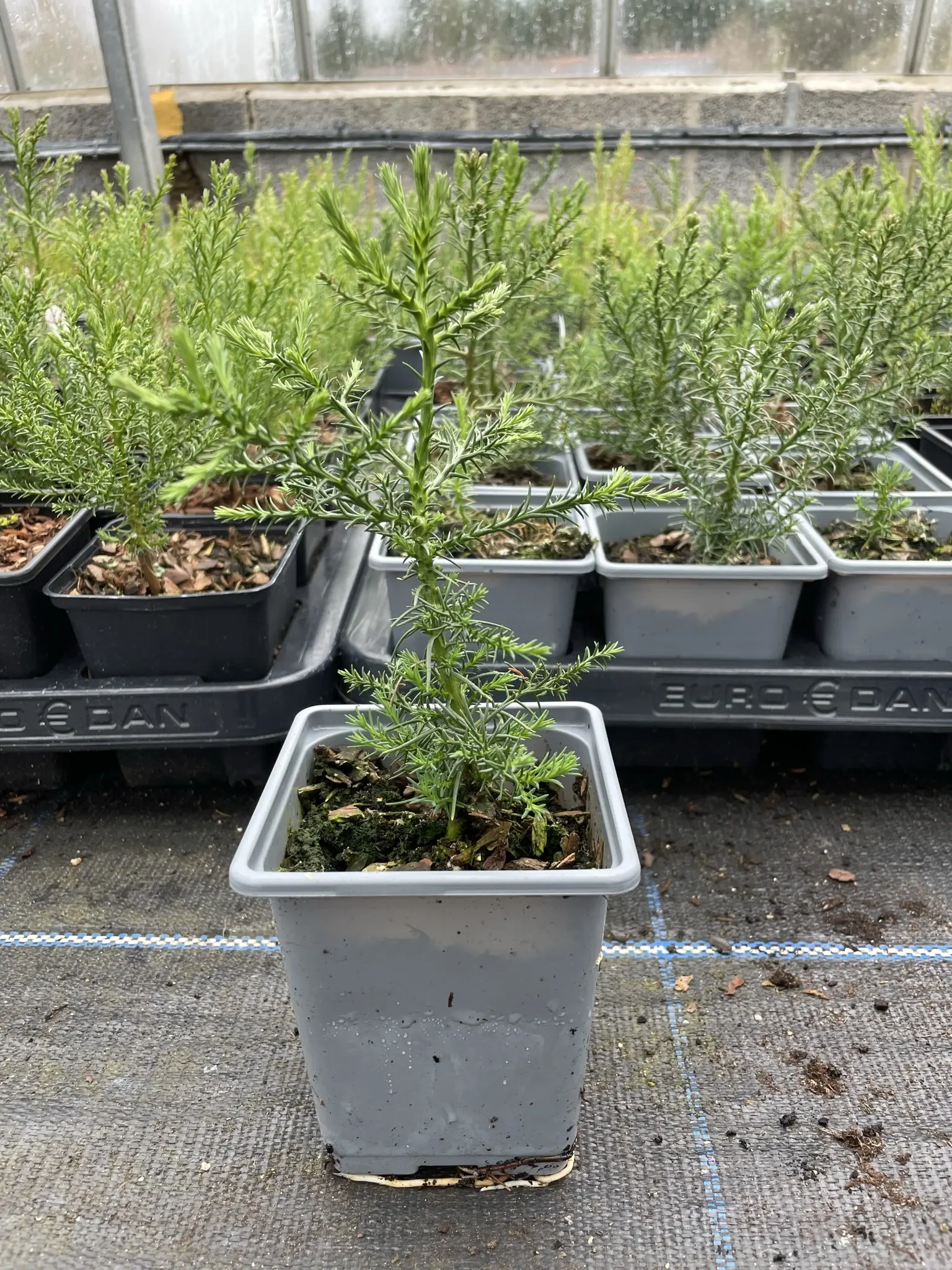 Giant Redwood Sapling (Bonsai) - Image 5