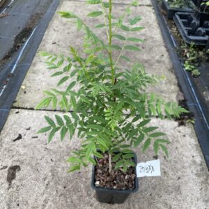 Shinyleaf Yellowhorn Xanthoceras sorbiflorium