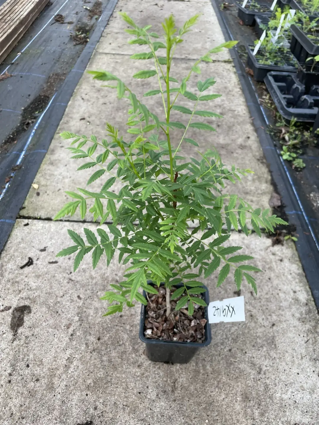 Shinyleaf Yellowhorn Xanthoceras sorbiflorium