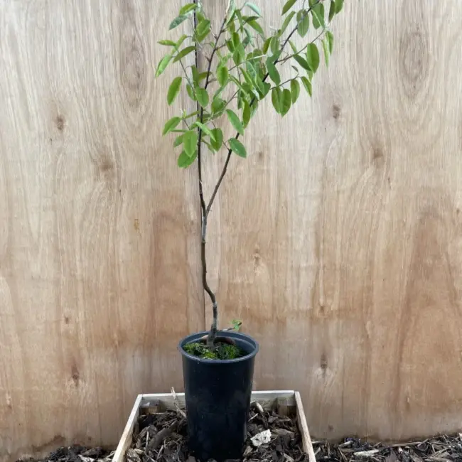 Snowy Mespilus Tree 60/80cm (2L)