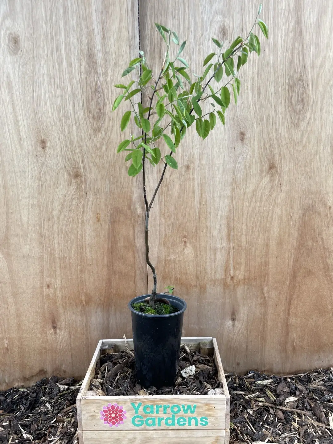 Snowy Mespilus Tree 60/80cm (2L)