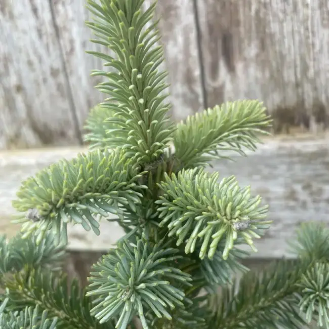 Blue Arolla/Swiss Stone Pine Pinus cembra glauca