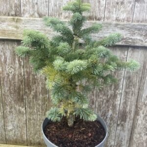 Blue Arolla/Swiss Stone Pine Pinus cembra glauca