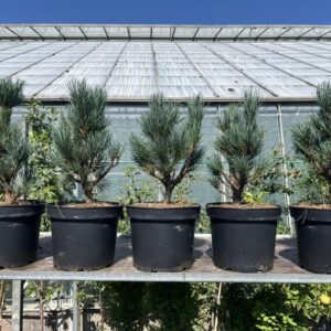 Blue Arolla/Swiss Stone Pine - Pinus cembra glauca