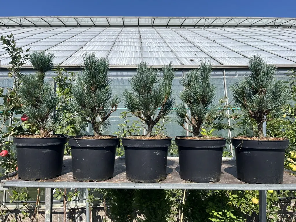 Blue Arolla/Swiss Stone Pine - Pinus cembra glauca