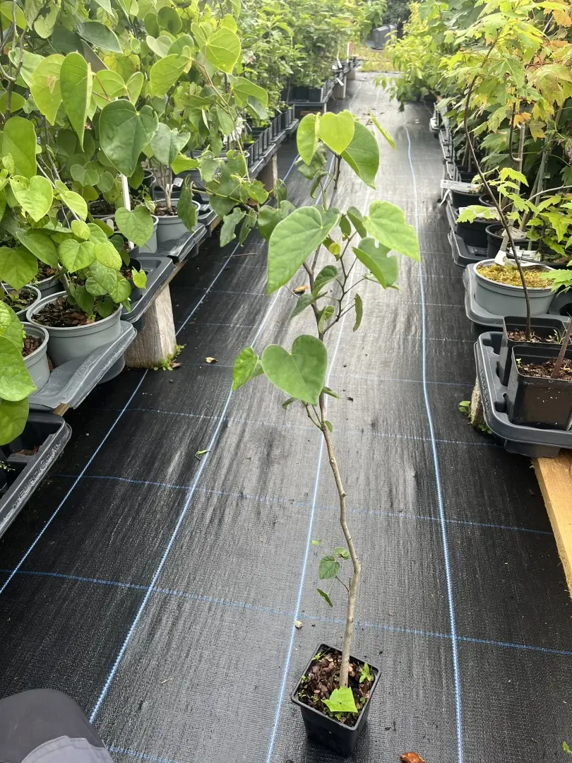 Cercis chinensis - Chinese redbud