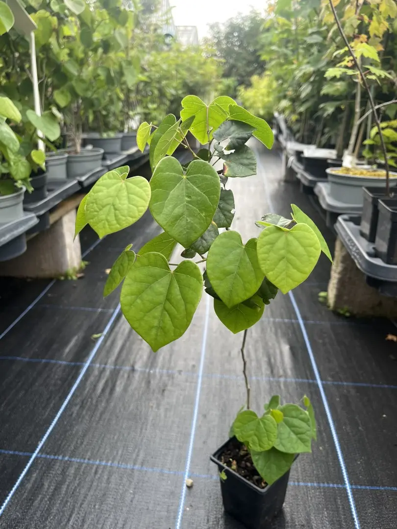 Cercis chinensis - Chinese redbud