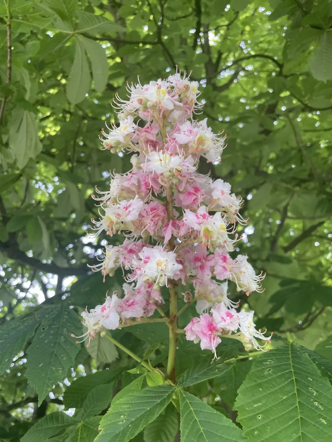 Horse Chestnut Tree 20/40cm (Cell) - Image 6