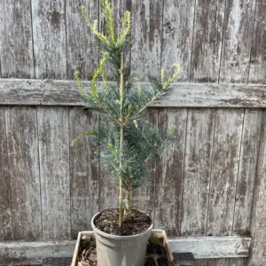 Japanese White Pine - Pinus Parviflora Tempelhof  (1)