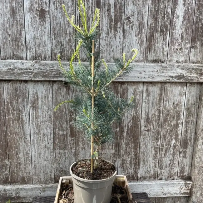 Japanese White Pine 'Tempelhof' 60/80cm (3L)