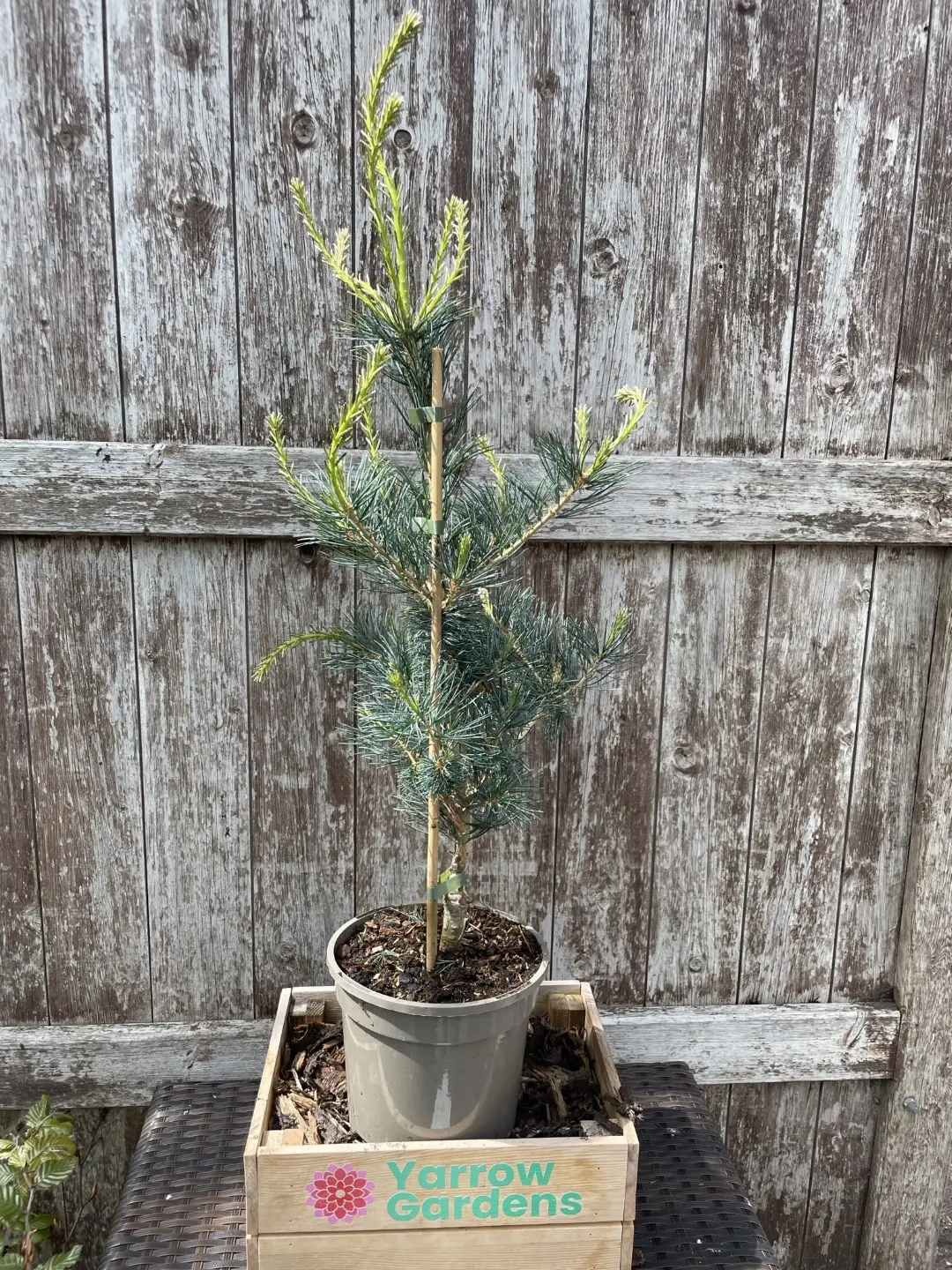 Japanese White Pine 'Tempelhof' 40/60cm (3L)