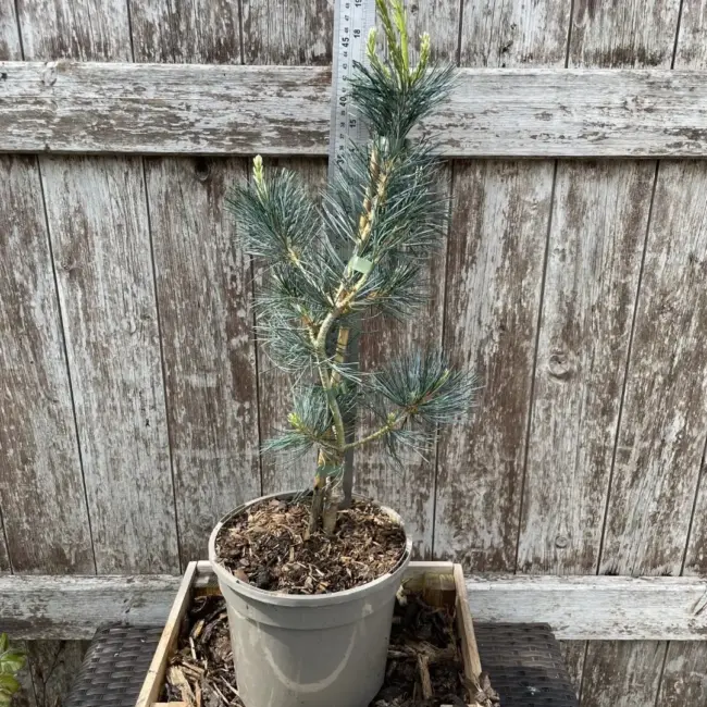 Japanese White Pine 'Tempelhof' 60/80cm (3L) - Image 3