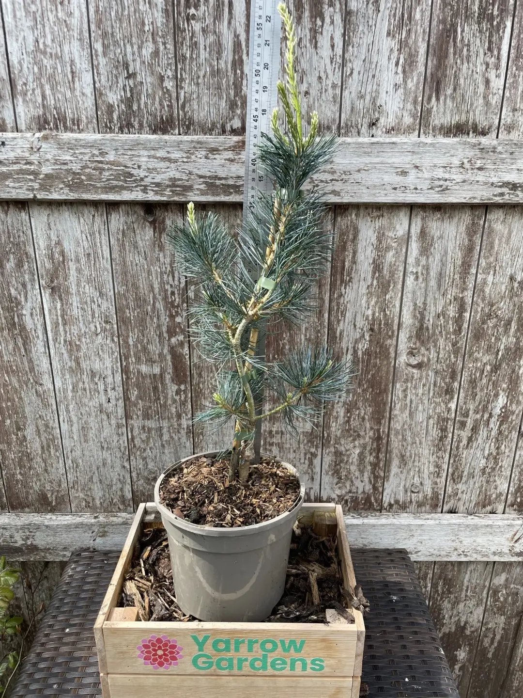 Japanese White Pine 'Tempelhof' 40/60cm (3L) - Image 3