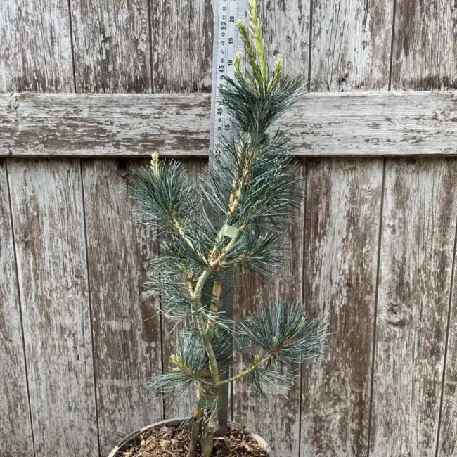 Japanese White Pine 'Tempelhof' 60/80cm (3L) - Image 2
