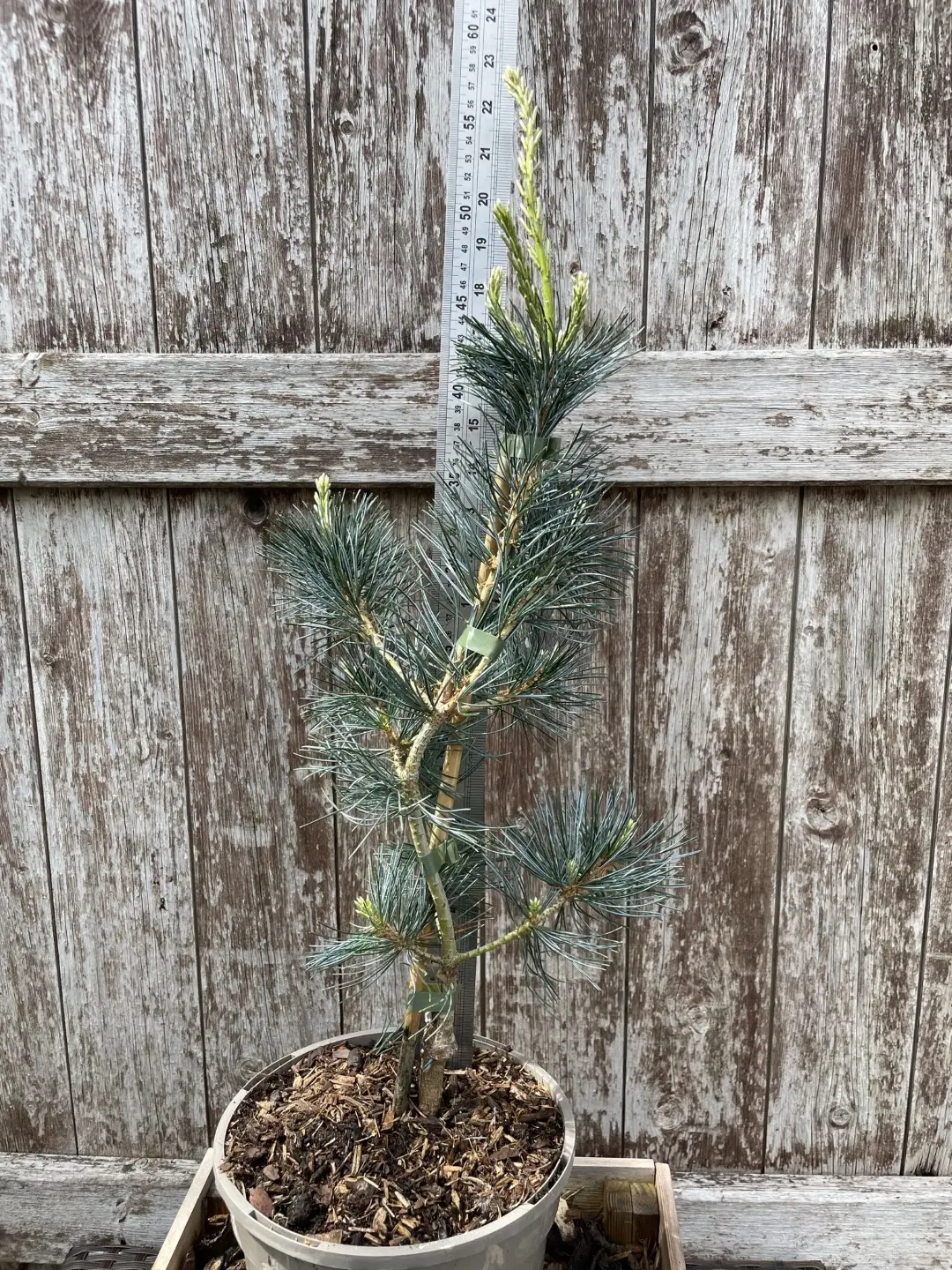 Japanese White Pine 'Tempelhof' 40/60cm (3L) - Image 2